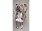 Grayson, American Staffordshire Terrier For Adoption In Tulare, California