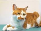 Poptart, Domestic Shorthair For Adoption In Fort Worth, Texas