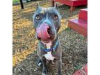 Ashley, American Pit Bull Terrier For Adoption In Carrollton, Texas