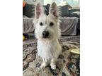 Hops, Skye Terrier For Adoption In Bonita, California
