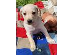 Thompson New Caney, Labrador Retriever For Adoption In Provo, Utah