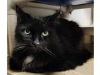 Moose Domestic Shorthair Senior Male