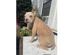 Novalee, American Pit Bull Terrier For Adoption In Hollister, California