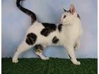 Toad, Domestic Shorthair For Adoption In Cornersville, Tennessee