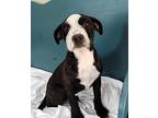 Lab Mix Pup's, Labrador Retriever For Adoption In Ridgeland, South Carolina