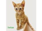Delilah, Domestic Shorthair For Adoption In Chicago, Illinois