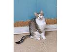 5802 (Lyle) Domestic Shorthair Young Male