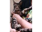 Lucas, Bengal For Adoption In The Colony, Texas