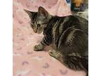 Disney Prince & Princess -Mulan Domestic Shorthair Kitten Female