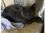 Layla, Domestic Shorthair For Adoption In West Palm Beach, Florida