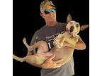 Polaris, American Pit Bull Terrier For Adoption In Gilbertsville, Pennsylvania