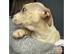 Laufer, Labrador Retriever For Adoption In Washington, District Of Columbia