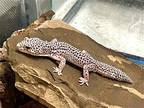 42705 - Austin, Lizard For Adoption In Ellicott City, Maryland