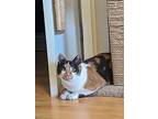 Sunray, Domestic Shorthair For Adoption In Mississauga, Ontario, Ontario