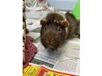 Milo - Kitchener, Guinea Pig For Adoption In Kitchener, Ontario