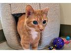 Pansy, Domestic Shorthair For Adoption In Chicago, Illinois