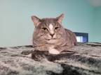 Max, Domestic Shorthair For Adoption In Gananoque, Ontario