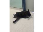 Dinah, Domestic Shorthair For Adoption In Gananoque, Ontario