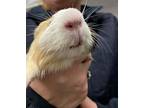 Chai, Guinea Pig For Adoption In Burnaby, British Columbia