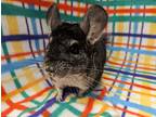 Chulula, Chinchilla For Adoption In Chino, California