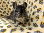 Ashe, Chinchilla For Adoption In Chino, California