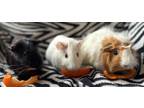 Lil' Mouse, Guinea Pig For Adoption In Edmonton, Alberta
