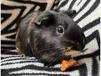 Zip, Guinea Pig For Adoption In Edmonton, Alberta