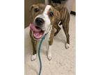 Billie, American Pit Bull Terrier For Adoption In Vancouver, Washington