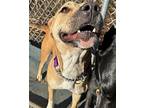 Dee Dee, American Pit Bull Terrier For Adoption In Germantown, Ohio