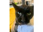 Lil Duke, Domestic Shorthair For Adoption In Barron, Wisconsin