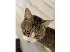 Bob, Domestic Shorthair For Adoption In Deltona, Florida