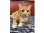 Harper, Domestic Shorthair For Adoption In Rochester, Minnesota