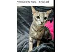 Primrose, Domestic Shorthair For Adoption In Ossipee, New Hampshire