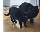 Abby And Bella, Domestic Mediumhair For Adoption In Beverly, Massachusetts