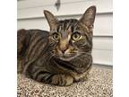 Neville, Domestic Shorthair For Adoption In Defiance, Ohio