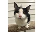 Tux, Domestic Shorthair For Adoption In Defiance, Ohio