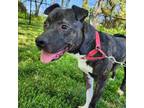 Victor, American Pit Bull Terrier For Adoption In Springfield, Missouri