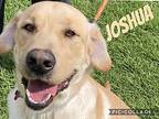 Joshua, Labrador Retriever For Adoption In San Diego, California