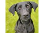 Pretzel, Labrador Retriever For Adoption In Oceanside, California