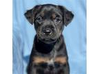 Boston Pup - Harvard, Terrier (unknown Type, Medium) For Adoption In Oceanside