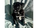 Pretzel Puppy - Crisp, Labrador Retriever For Adoption In Oceanside, California