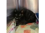Blythe, Domestic Shorthair For Adoption In Toms River, New Jersey