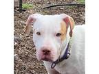 Peaches, American Pit Bull Terrier For Adoption In Pendleton, Oregon