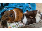 Tate, Guinea Pig For Adoption In Chicago, Illinois