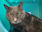 Ginny, Domestic Shorthair For Adoption In Oshkosh, Wisconsin