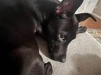 Hero, American Pit Bull Terrier For Adoption In Newport, Kentucky