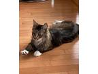 Rocky, Domestic Shorthair For Adoption In West Vancouver, British Columbia