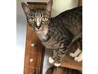 Morty, Domestic Shorthair For Adoption In Marion, North Carolina