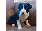 Pandy, American Staffordshire Terrier For Adoption In Marion, North Carolina