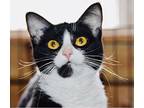 Amora, Domestic Shorthair For Adoption In Smithers, British Columbia
